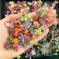 ราคา จัดส่งที่รวดเร็ว!เมล็ดพันธุ์ กุหลาบหิน ไม้อวบน้ำ แคคตัส กระบองเพชร คละลายถูกที่สุด20 เมล็ดปลูกง่ายโตไว ดอกไม้จริง ต้นบอนไซ พันธุ์ดอกไม้ ดอกไม้ปลูกสวยๆ ของแต่งสวน ปลูกง่าย คุณภาพด (1732709566877370341)