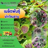 ราคา ประมาณ 1 แพ็ค มีเมล็ด 1000 เมล็ดพันธุ์ ผักปลังแดง (Red Malabar Spinach Seed) เมล็ดพันธุ์ผักโขมสาม เมล็ดผักโขมสาม ผักโขมสามสี ปลูกง่าย งอกไว ใบดก มีคุณค่าวิตามินสูง อัตราการงอกส (1732700961916225509)