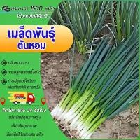 ราคา เมล็ดหอมแบ่ง เมล็ดพันธุ์หอมแดง เมล็ดพันธุ์ ต้นหอม หอมแบ่ง เมล็ดที่เลือก เมล็ดงอกง่าย ประมาณ 700 เม็ด/ห่อ เมล็ดพืชผักที่ให้ผลผลิตสูง เมล็ดพืชผักต้านทานโรค เมล็ดพืชผักด่วนดิบ (1732700986057328613)