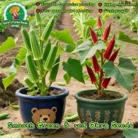 ราคา เมล็ดพันธุ์ กระเจี๊ยบเขียว เมล็ดกระเจี๊ยบ Green Okra Seeds เมล็ดพันธุ์กระเจี๊ยบ เมล็ดกระเจี๊ยบเขียว Red Burgundy Okra Seed Organic Vegetable Seeds for Planting เมล็ดพันธุ์ผัก ผัก (1732994217882060773)