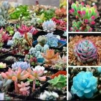 ราคา เมล็ดพันธุ์ กุหลาบหิน ไม้อวบน้ำ แคคตัส กระบองเพชร คละลายถูกที่สุด100 เมล็ดปลูกง่ายโตไว ดอกไม้จริง ต้นบอนไซ พันธุ์ดอกไม้ ดอกไม้ปลูกสวยๆ ของแต่งสวน ปลูกง่าย คุณภาพดี ราคาถูก ของแท้ 100% อัตรางอกสูง (173