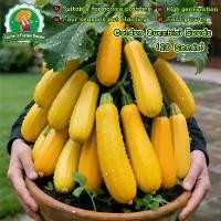ราคา ประเทศไทยพร้อมสต็อก 10เมล็ด เมล็ดพันธุ์ ซูกินีเหลือง Golden Zucchini Seeds for Planting Bottle Gourd Vegetable Seeds เมล็ดพันธุ์ ซูกินี ประมาณ เมล็ดซูกินี เมล็ดน้ำเต้า เมล็ดพันธุ (1732887682114815973)