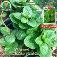 ราคา เมล็ดพันธุ์ ผักปลัง (Ceylon Spinach) 150 เมล็ด ปลูกง่าย ปลูกได้ทั่วไทย Malabar Spinach Seeds for Planting Vegetables Plants เมล็ดพันธุ์ผัก เมล็ดพันธุ์แท้ OP ผักสวนครัว ผักออร์แกน (1732887887963981797)