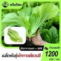 ราคา 1200 เมล็ด เมล็ดพันธุ์ ผักกาดเขียวปลี ผักกาดเขียวใบหยิก มัสตาร์ดโอซาก้า ผักกาด ลูกง่าย กอใหญ่ ทรงสวย น้ำหนักดี ปลูกได้ทุกฤดูกาล (1733329864203339719)