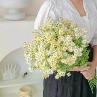 ราคา ช่อดอกไม้, การจัดดอกเดซี่, ดอกไม้แห้ง, ดอกไม้ปลอม, ดอกไม้ประดิษฐ์, เครื่องประดับตกแต่ง กุหลาบ แห้ง ออร์แกนิค กุหลาบ ดิน ดอกไม้ จีน แห้ง กุหลาบ ดํา พาน ดอกไม้ สด ต้น กุหล (1732199786105505382)