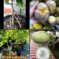 ราคา (1ต้น) ต้น มะตูมยักษ์ เสียบยอด เสริมราก ต้นมะตูม พันธุ์ นิ่ม ไข่ หม้อ มะตูมนิ่มหม้อ มะตูมนิ่มยักษ์ มะตูมนิ่มไข่ / eewarsgnop (1731149216776554837)