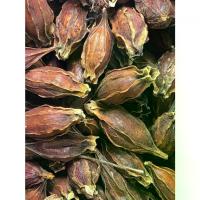 ราคา อร่อย เม็ดพุด เม็ดพุดจีน เมล็ดกุยจี (Gardenia Fruit) ขนาด 500 กรัม (ภาพถ่ายจากสินค้าจริงทั้งหมดค่ะ) อาหารทดแทน (1734365341844603953)