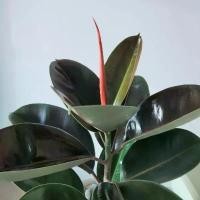 ราคา 【COD】 ต้นยางอินเดีย(ใบดำ-ใบเขียว)(ต้นใหญ่)Rubber Plantต้นไม้ฟอกอากาศ ต้นสูง80-90ซม.พร้อมกระถางครบชุดพร้อมปลูก (1733561020242429823)