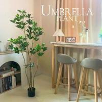 ราคา ต้นหนวดปลาหมึกแคระ ต้นตีนเป็ด ( Umbrella Plant ) ต้นไม้ปลอม ต้นไม้ตกแต่งบ้าน แต่งคอนโด จัดสวน ( สินค้าพร้อมส่งจากไทย ) (1734012657278420799)