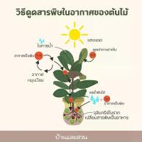 ราคา 【​5000+ คนซื้อแบรนด์นี้แล้ว】 ว่านงาช้าง(Boncel) (มี5ต้น) (ต้นไม้ฟอกอากาศ) ต้นสูง25-30++Cm. พร้อมกระถาง+จานรอง+หิน+ขาตั้งไม้สน PLANT FOR YOU (1733527325889693567)