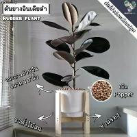 ราคา แนะนำ ต้นยางอินเดีย(ใบดำ-ใบเขียว)(ต้นใหญ่)Rubber Plantต้นไม้ฟอกอากาศ ต้นสูง80-90ซม.พร้อมกระถางครบชุดพร้อมปลูก (1733616065775764580)