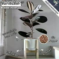 ราคา ♭ต้นยางอินเดีย(ใบดำ-ใบเขียว)(ต้นใหญ่)Rubber Plantต้นไม้ฟอกอากาศ ต้นสูง80-90ซม.พร้อมกระถางครบชุดพร้อมปลูก☜ (1733473087322227926)