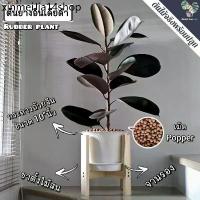 ราคา ♝ต้นยางอินเดีย(ใบดำ-ใบเขียว)(ต้นใหญ่)Rubber Plantต้นไม้ฟอกอากาศ ต้นสูง80-90ซม.พร้อมกระถางครบชุดพร้อมปลูก✡ (1733484892026864665)