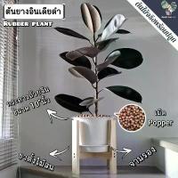 ราคา ต้นยางอินเดีย(ใบดำ-ใบเขียว)(ต้นใหญ่)Rubber Plantต้นไม้ฟอกอากาศ ต้นสูง80-90ซม.พร้อมกระถางครบชุดพร้อมปลูก แนะนำ COD (1733077564088158025)