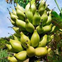 ราคา ต้นกล้าหน่อไม้ฝรั่ง พันธุ์บล็อกอิมพ...1 หน่อ ต้นกล้วย หน่อกล้วย กล้วย Banana Tree Plant ขนาดสูง 30 ซม สายพันธุ์ กล้วยนมสาว (1734326740295583199)