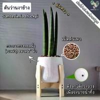 ราคา ว่านงาช้าง(Boncel) (มี5ต้น) (ต้นไม้ฟอกอากาศ) ต้นสูง25-30++Cm. พร้อมกระถาง+จานรอง+หิน+ขาตั้งไม้สน PLANT FOR YOU (1733314550968190858)