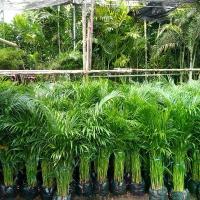 ราคา ต้นหลิวไข่มุก1 ต้น หมากเหลือง ไม้มงคล ลำต้นสูง 90-100 ซม. Dypsis lutescens Tree Plant (1733945194216916432)