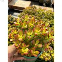 ราคา ต้นคลาสซูล่า แดว ( Crassula Ovata หรือ Jade Plant) หรือที่เรียกกันว่าต้นไม้สวรรค์หรือต้นใบเงินส่งเสริมในเรื่องของการเงิน คลังสินค้า แนะนำ (1733077162392323756)