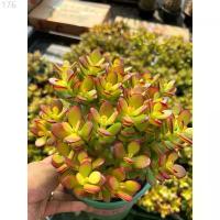 ราคา ต้นคลาสซูล่า แดว ( Crassula Ovata หรือ Jade Plant) หรือที่เรียกกันว่าต้นไม้สวรรค์หรือต้นใบเงินส่งเสริมในเรื่องของการเงิน แนะนำ ขายดีประจำเดือนนี้ (1733077040076719938)