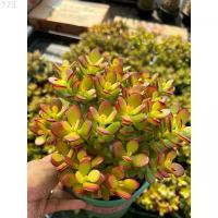 ราคา ต้นคลาสซูล่า แดว ( Crassula Ovata หรือ Jade Plant) หรือที่เรียกกันว่าต้นไม้สวรรค์หรือต้นใบเงินส่งเสริมในเรื่องของการเงิน ขาย ร้อน แนะนำ (1733077262647199212)