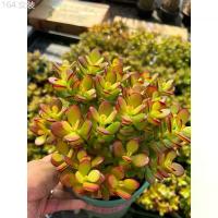 ราคา ต้นคลาสซูล่า แดว ( Crassula Ovata หรือ Jade Plant) หรือที่เรียกกันว่าต้นไม้สวรรค์หรือต้นใบเงินส่งเสริมในเรื่องของการเงิน ขายดี ที่นิยมมากที่สุด (1733078443153327460)