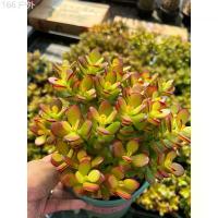 ราคา ต้นคลาสซูล่า แดว ( Crassula Ovata หรือ Jade Plant) หรือที่เรียกกันว่าต้นไม้สวรรค์หรือต้นใบเงินส่งเสริมในเรื่องของการเงิน ขายดีประจำเดือนนี้ แนะนำ (1733077709026526655)