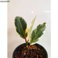 ราคา ขายดีประจำเดือนนี้ ยางอินเดียด่างขาว RUBBER PLANT ไม้ฟอกอากาศ (1733616234785375308)