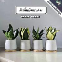 ราคา ลิ้นมังกรแคระ(Snake Plant)"หลายชนิด" (ต้นไม้ฟอกอากาศ/ตั้งโต๊ะทำงาน) กระถางปูนMinimal 3"นิ้้ว แนะนำ ขายดีประจำเดือนนี้ (1733077753413273417)