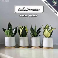 ราคา ลิ้นมังกรแคระ(Snake Plant)"หลายชนิด" (ต้นไม้ฟอกอากาศ/ตั้งโต๊ะทำงาน) กระถางปูนMinimal 3"นิ้้ว สินค้าขายดี COD (1733078341829166470)
