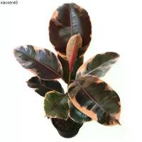 ราคา ที่นิยมมากที่สุด ยางอินเดียด่างชมพู ล็อตใหม่ (Ruby rubber plant) (1733616241589978493)