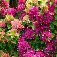 ราคา [COD] เฟื่องฟ้าสาวิตรี เฟื่องฟ้าแคระ, Bougainvillea, Paper flower (1733193812329923624)