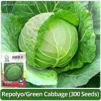 ราคา เมล็ดพันธุ์ กะหล่ำปลี เขียว กะหล่ำปลียักษ์ บรรจุ 300 เมล็ด Green Cabbage Seed Vegetable Seeds for Planting เมล็ดพันธุ์แท้ OP เมล็ดกะหล่ำปลี เมล็ดพันธุ์ผัก ผักสวนครัว ผักออร์แกนิก (1734187268570121926)