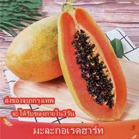 ราคา เมล็ดมะละกอ พันธุ์ครั่ง : บรรจุ 10 เมล็ด/ซอง (Papaya Seeds) Fruit Seed เมล็ดพันธุ์มะละกอ Plants Seeds (1734175085859276264)