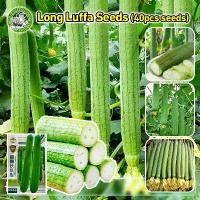 ราคา [COD] [ปลูกง่าย/COD]เมล็ดพันธุ์ใยบวบยาว Long Luffa Seed Organic Vegetable Seeds for Planting เมล็ดใยบวบยาว บวบหอมยาว เมล็ดพันธุ์ OP แท้ ผักออร์แกนิก F1 เมล็ดพันธุ์ผัก เมล็ดพันธุ์ (1734086691744547849)