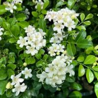 ราคา แนะนำ แก้วแคระ แก้วแคระพวงมณี ดอกหอม ต้นกระทัดรัด Dwarf Murraya, Orange Jasmine (1733328174238041451)
