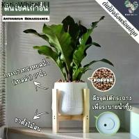 ราคา ❤9️⃣ต้นโชคเก้าชั้น (Anthurium 'Renaissance') ต้นใหญ่ พร้อมกระถาง+เม็ดPopper+ขาตั้ง❆ (1734094751445190269)