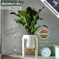 ราคา ♝9️⃣ต้นโชคเก้าชั้น (Anthurium 'Renaissance') ต้นใหญ่ พร้อมกระถาง+เม็ดPopper+ขาตั้ง♂ (1734089992856569046)