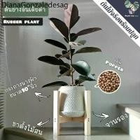 ราคา ✷‍♀️ต้นยางอินเดียดำ (Rubber Plant) 80-100Cm. พร้อมกระถางนางฟ้า10"นิ้ว+จานรอง+เม็ดPopper+ขาตั้งไม้สน❄ (1734396900266509640)