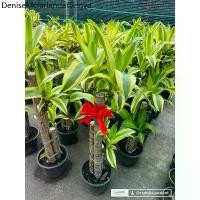 ราคา ✌ต้นวาสนาอธิษฐาน วาสนาอธิษฐาน Cornstalk Plantต้นวาสนา กระถาง 9-11นิ้ว80-100cmออเดอร1ต้นต่อกล่องღ (1734447142221219092)