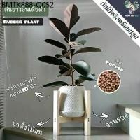 ราคา ‍♀️ต้นยางอินเดียดำ (Rubber Plant) 80-100Cm. พร้อมกระถางนางฟ้า10"นิ้ว+จานรอง+เม็ดPopper+ขาตั้งไม้สน (1734432944975874009)