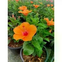 ราคา ง่ายต่อการปลูก ต้นชบา Hibiscus พันธ์ดอกใหญ่ ชบาแฟนซี ดอกสวยชบาฮาวาย ชบานอกสายพันธ์ชบานอก ดอกสวยมาก ขนาดต้นสูง 25 ซม จัดส่งพร้อมกระถาง 10 นิ้ว ต้นแข็งแรง รากเยอะ เป็นไม้พุ่มเลี้ (1734411670537799491)