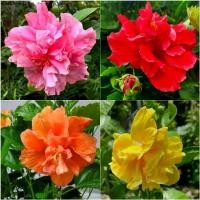 ราคา ขายร้อน ชบาดอกซ้อนสีส้ม สีชมพู สีเหลือง สีแดง ต้นใหญ่กระถาง 11 นิ้ว ดอกสวยมาก Hibiscus, Double Tropical Hibiscus (1733328176525903850)