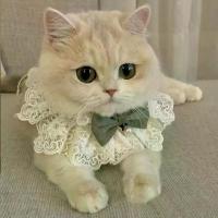 ราคา ชุดแมวใหม่ ฤดูร้อน บาง ชุดแมวแร็กดอลล์ ชุดแมวนม ชุดเจ้าหญิง ชุดแมวฤดูร้อน ปลอกคอ ผ้าอุ่นคอ (1734242430825825365)