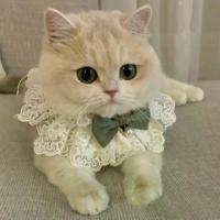 ราคา ชุดแมวฤดูใบไม้ร่วงบาง ชุดแมวแร็กดอลล์ ชุดแมวนม ชุดเจ้าหญิง ชุดแมว ผ้าพันคอคริสต์มาส ปลอกคอ (1733580686802847148)