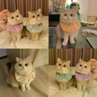 ราคา ผ้ากันเปื้อนสุนัข แมว อุปกรณ์เสริม ลายสก็อตสีสันสดใส ผ้าเช็ดน้ำลายสัตว์เลี้ยง น่ารัก ปลอกคอ ผ้าพันคอ ตกแต่งงานปาร์ตี้ (1733081587358336798)