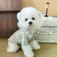 ราคา ชุดคู่สำหรับสุนัขและแมว เสื้อเชิ้ตผูกโบว์ ชุดเดรสเล็กสำหรับลูกสุนัขพันธุ์ปอมเมอเรเนียน กระโปรงสูท เสื้อผ้าสัตว์เลี้ยง (1733277535554143818)