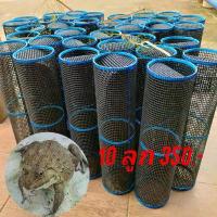 ราคา ลอบดักกบ/ไซดักกบ ชุด10ลูก กบยาง รอกเบส เหยื่อปลอม คันเบ็ดเบส กบยางเขียดแต่ง เบ็ดตกปลา รอกสปินนิ่ง รอกตกปลา คันเบ็ด สายพีอีถัก8 สายพีอี รอกเบสหยดนํ้า กบยางตีปลาช่อน คันเบ็ดเวท 10 (1734122093467108613)