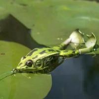 ราคา เหยื่อตกปลา, กบยางกระโดด, กบยาง, กบใบไม้, เหยื่อปลอมยางนุ่มพร้อมจัดส่งจากกรุงเทพฯ (1734016869303026832)