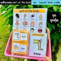 ราคา ชุดสื่อการสอน part of the body 1ชุด= โปสเตอร์ บัตรคำ เเปะติด สื่อการสอนภาษาอังกฤษ บัตรคำการเรียนรู้ (1732213634511701082)
