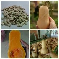 ราคา [พร้อมส่ง] ++โปร เมล็ดพันธุ์บัตเตอร์นัท สควอช แท้ F1 [ Butternut Squash ] เมล็ดฟักทองบัตเตอร์นัท สายพันธุ์ อเมริกา แบ่งขาย ของดี ถูก ต้นไม้ เมล็ดพันธ์ เมล็ดพืช พันธุ์พืช (1732788123613365704)